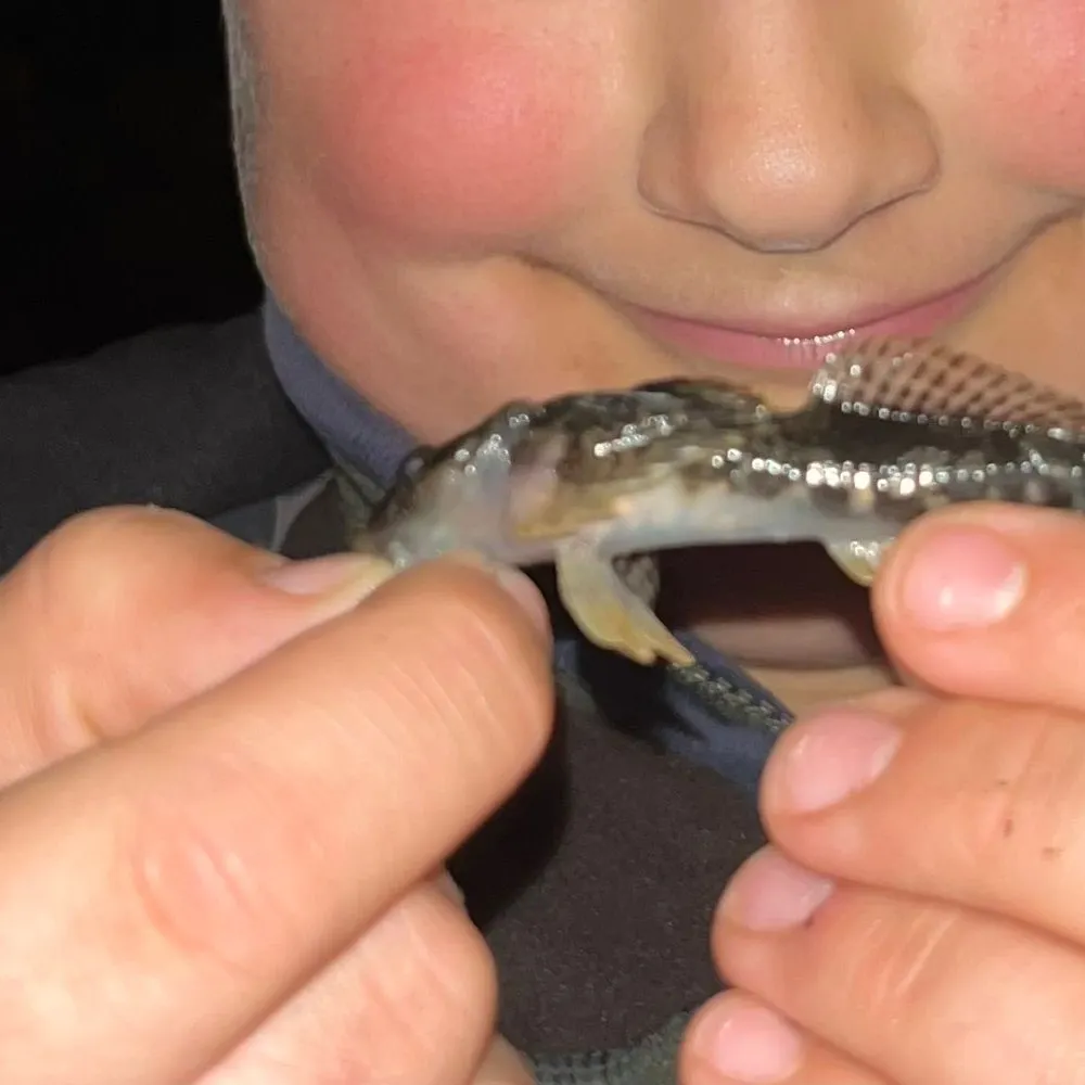 The most recent European bullhead catches on Fishbrain