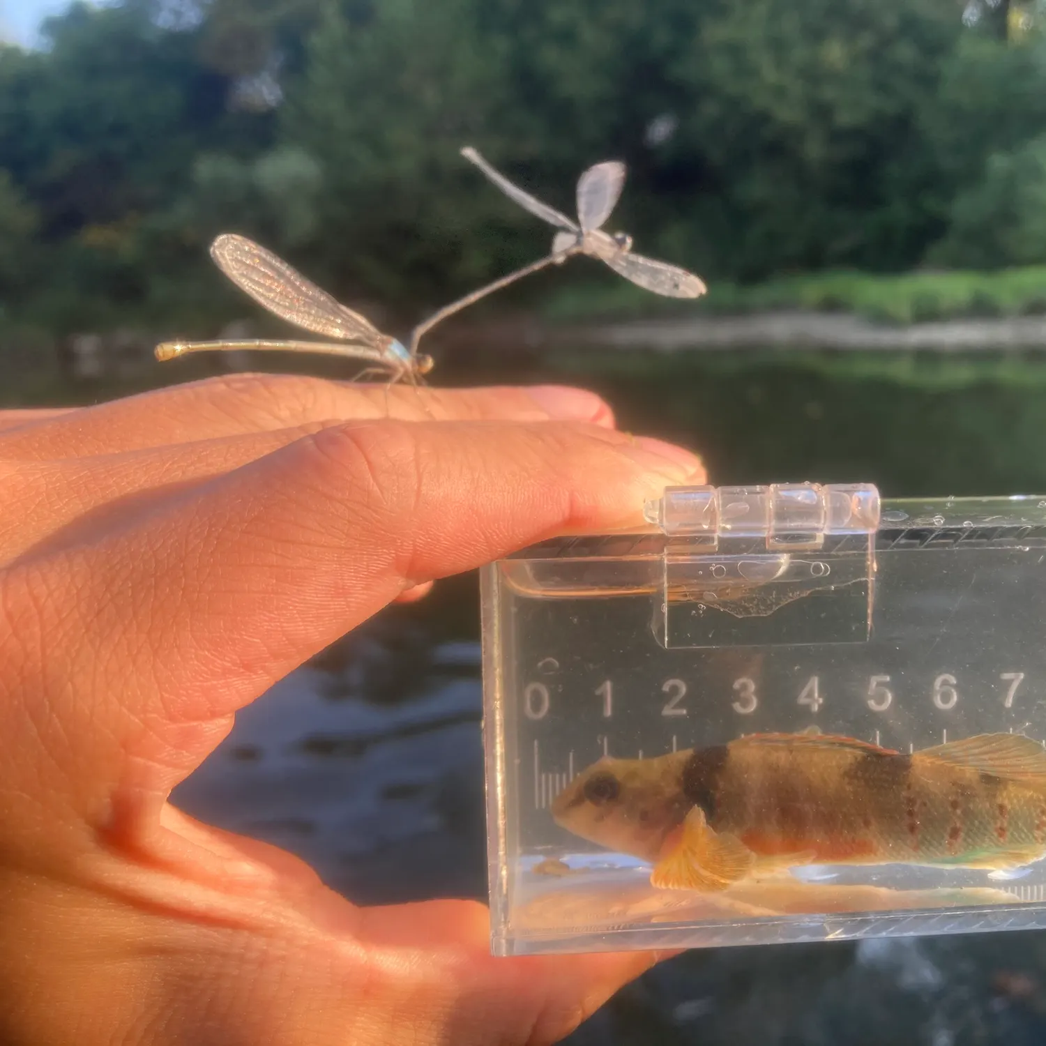 The most recent Variegate darter catches on Fishbrain