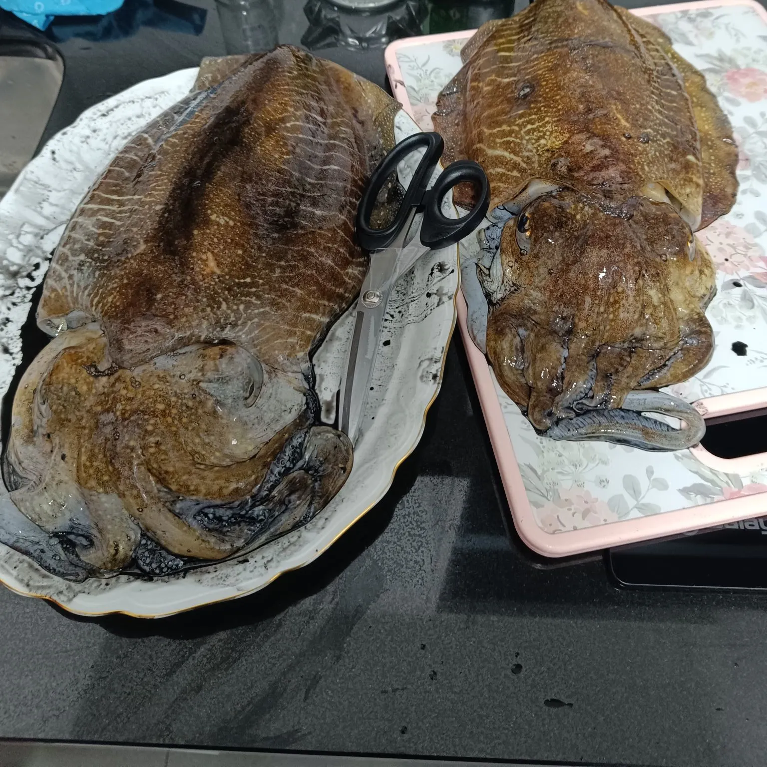 The most popular recent Common cuttlefish catch on Fishbrain