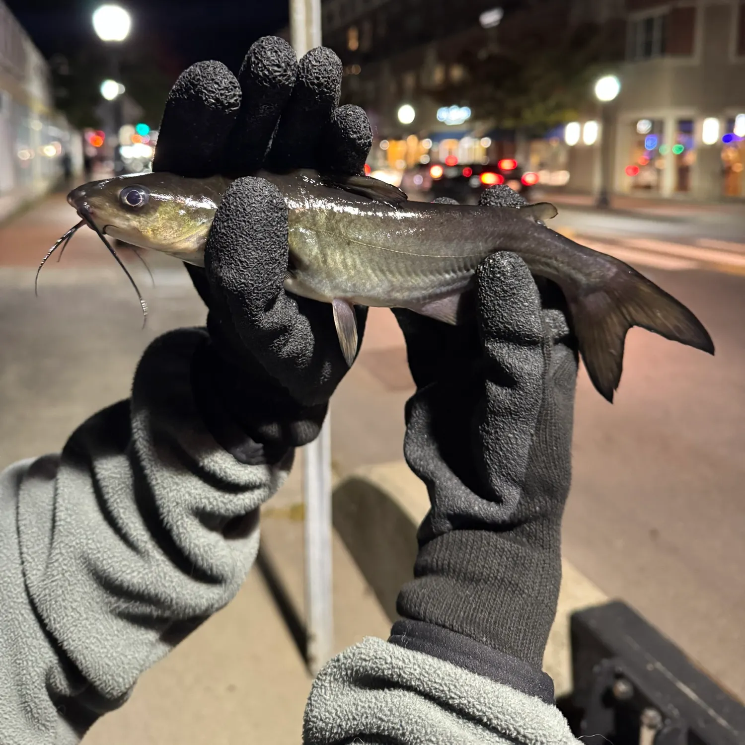 Channel catfish caught on Fishbrain