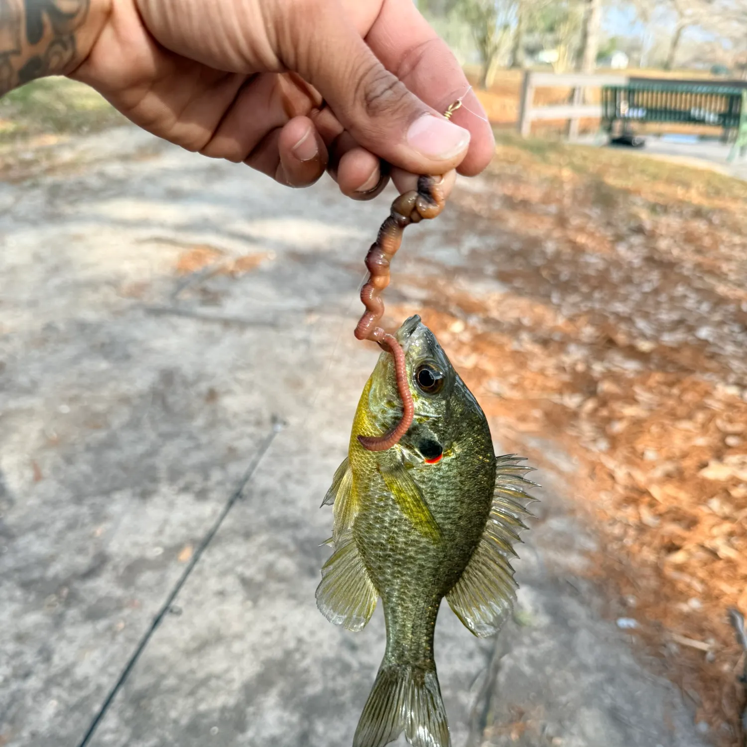 The most recent Redear sunfish catches on Fishbrain