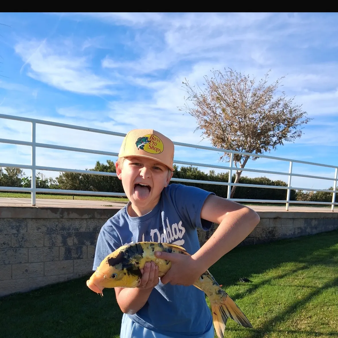 The most recent Koi carp catches on Fishbrain