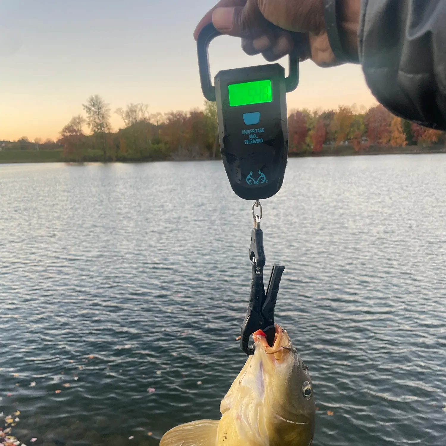 Common carp caught on Fishbrain