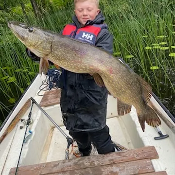 Northern pike caught on Fishbrain
