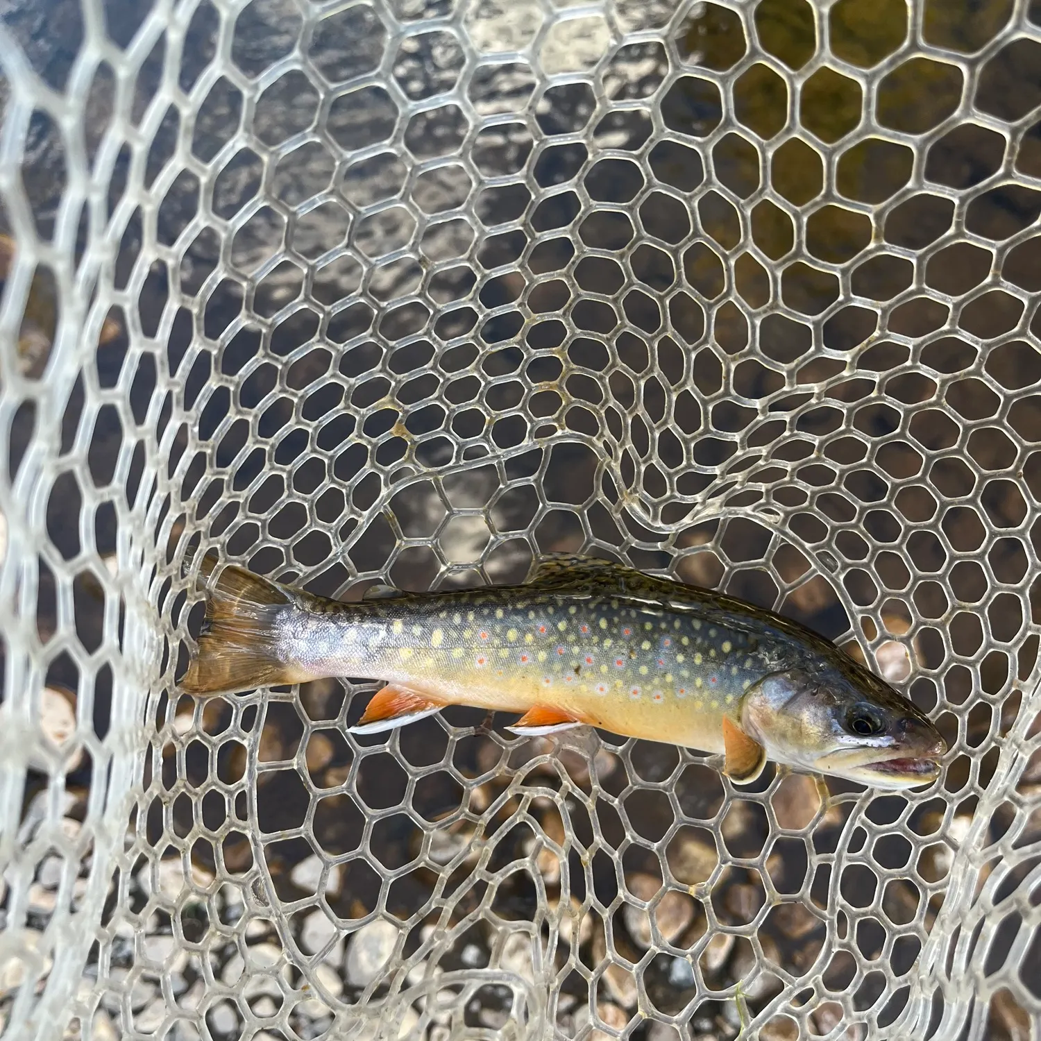 Brook trout caught on Fishbrain