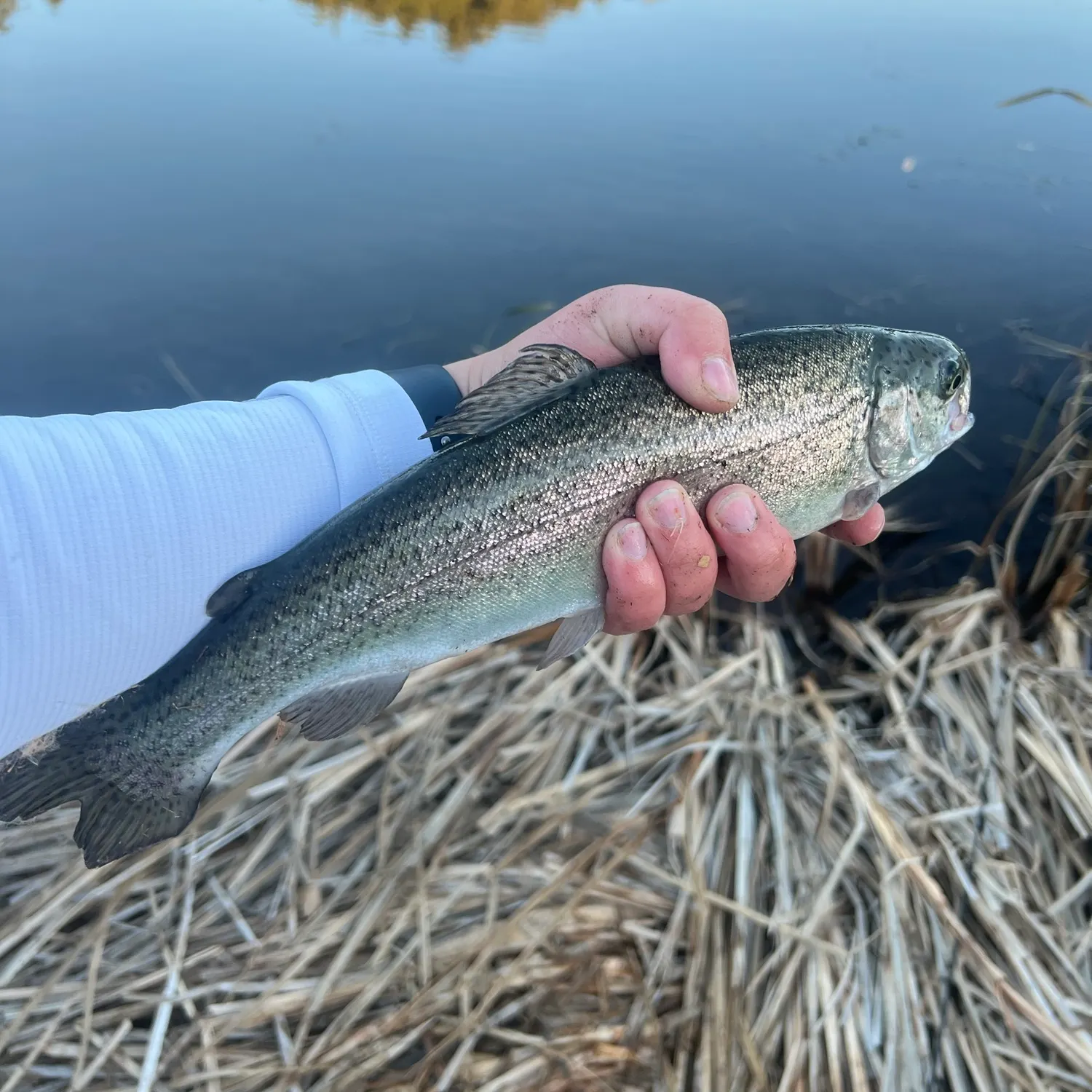 Rainbow trout caught on Fishbrain
