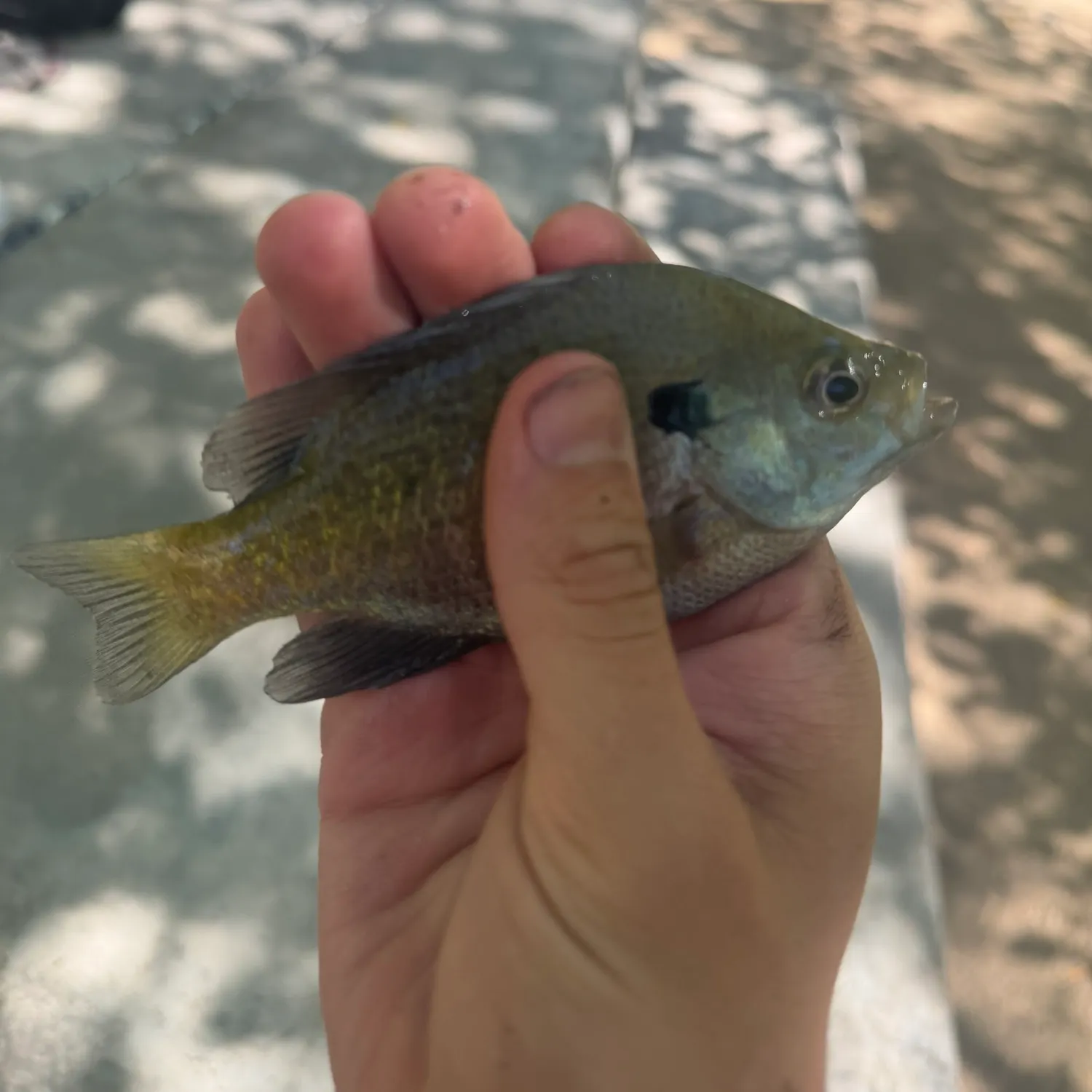 Bluegill caught on Fishbrain