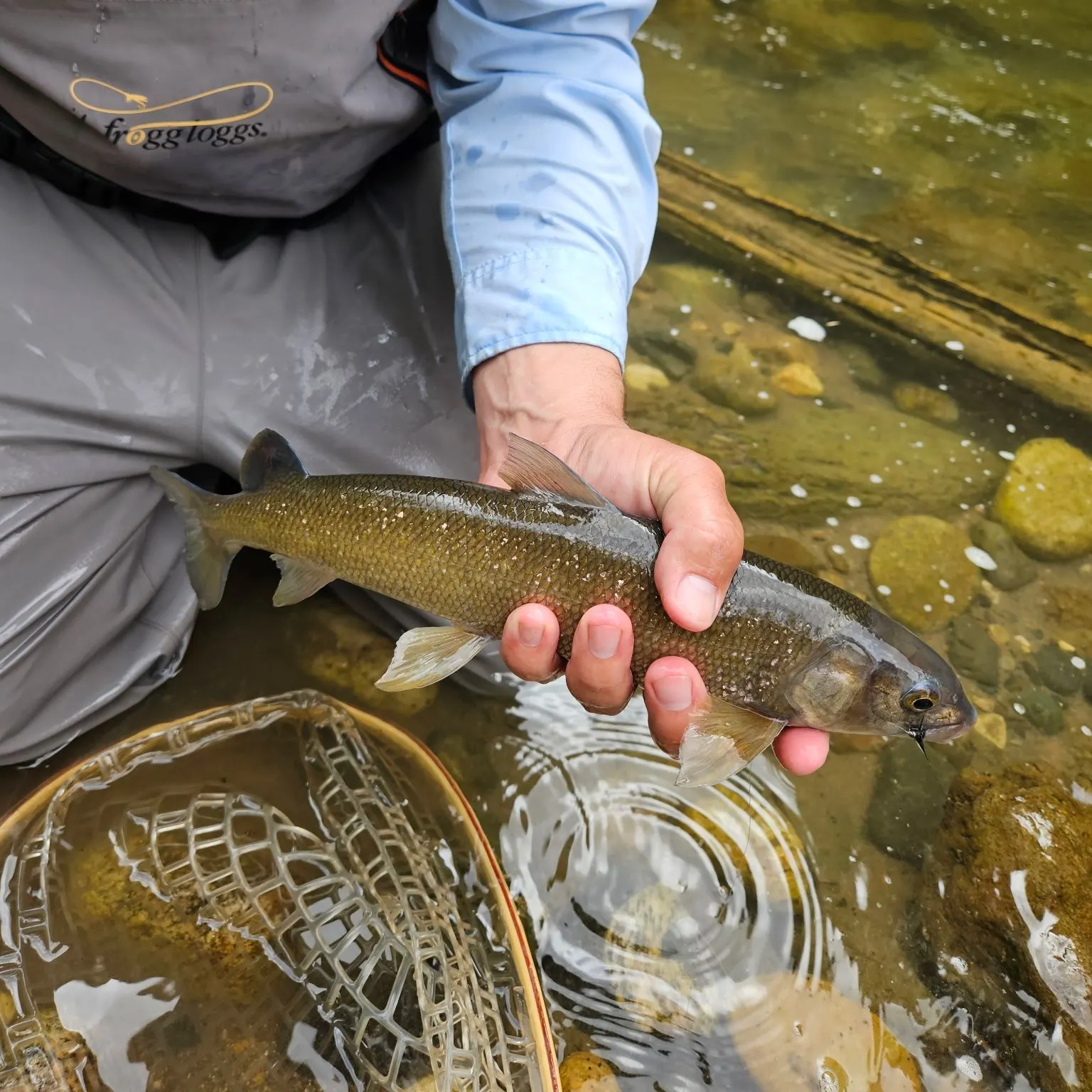 Mountain whitefish caught on Fishbrain