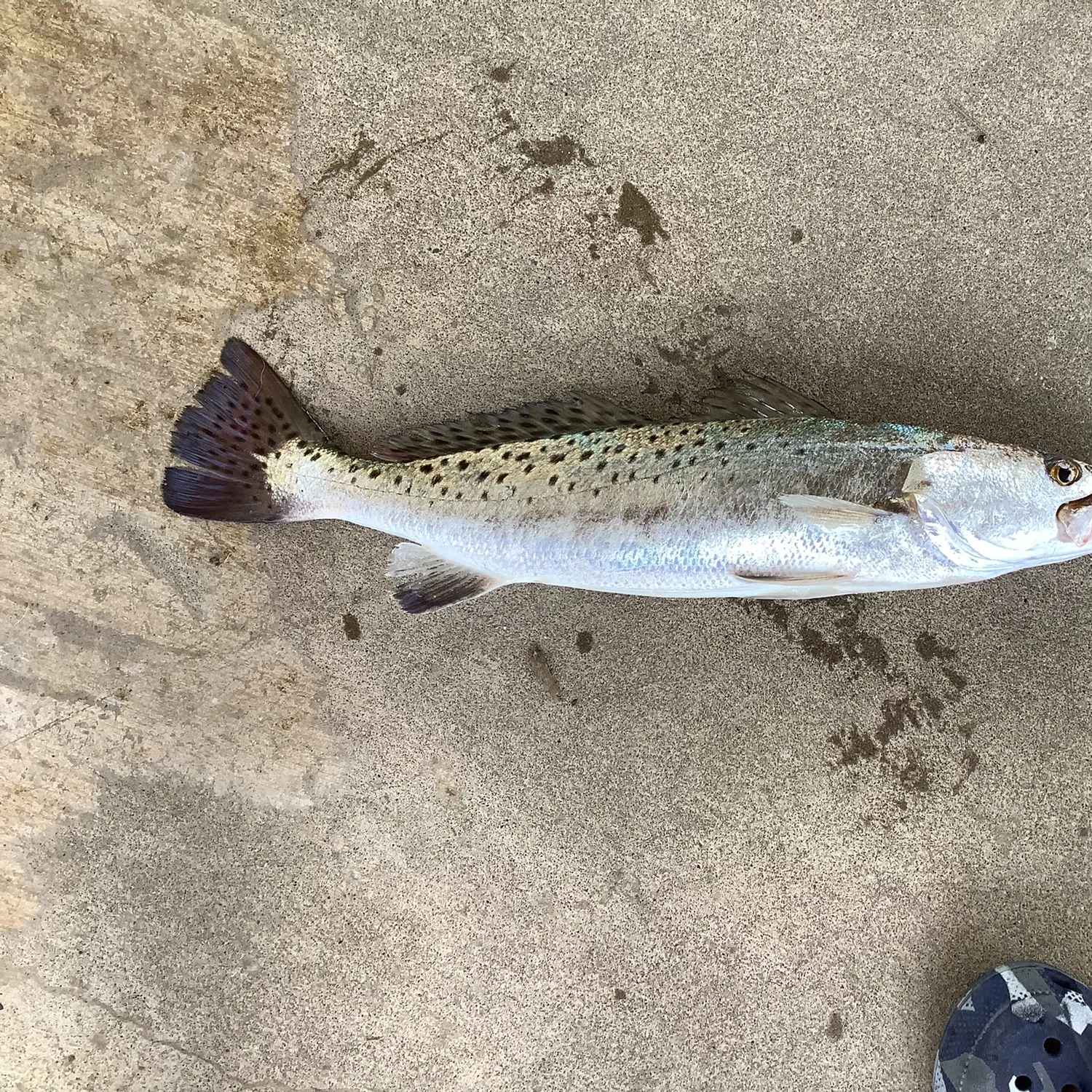 The most recent Spotted seatrout catches on Fishbrain