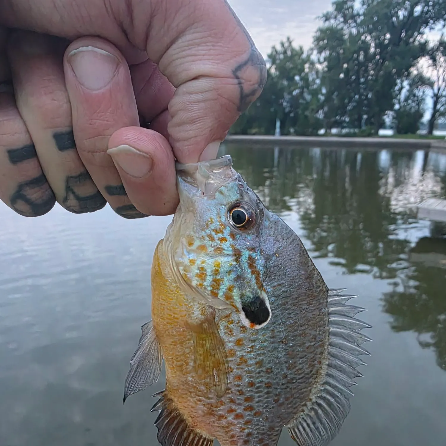 The most recent Orangespotted sunfish catches on Fishbrain