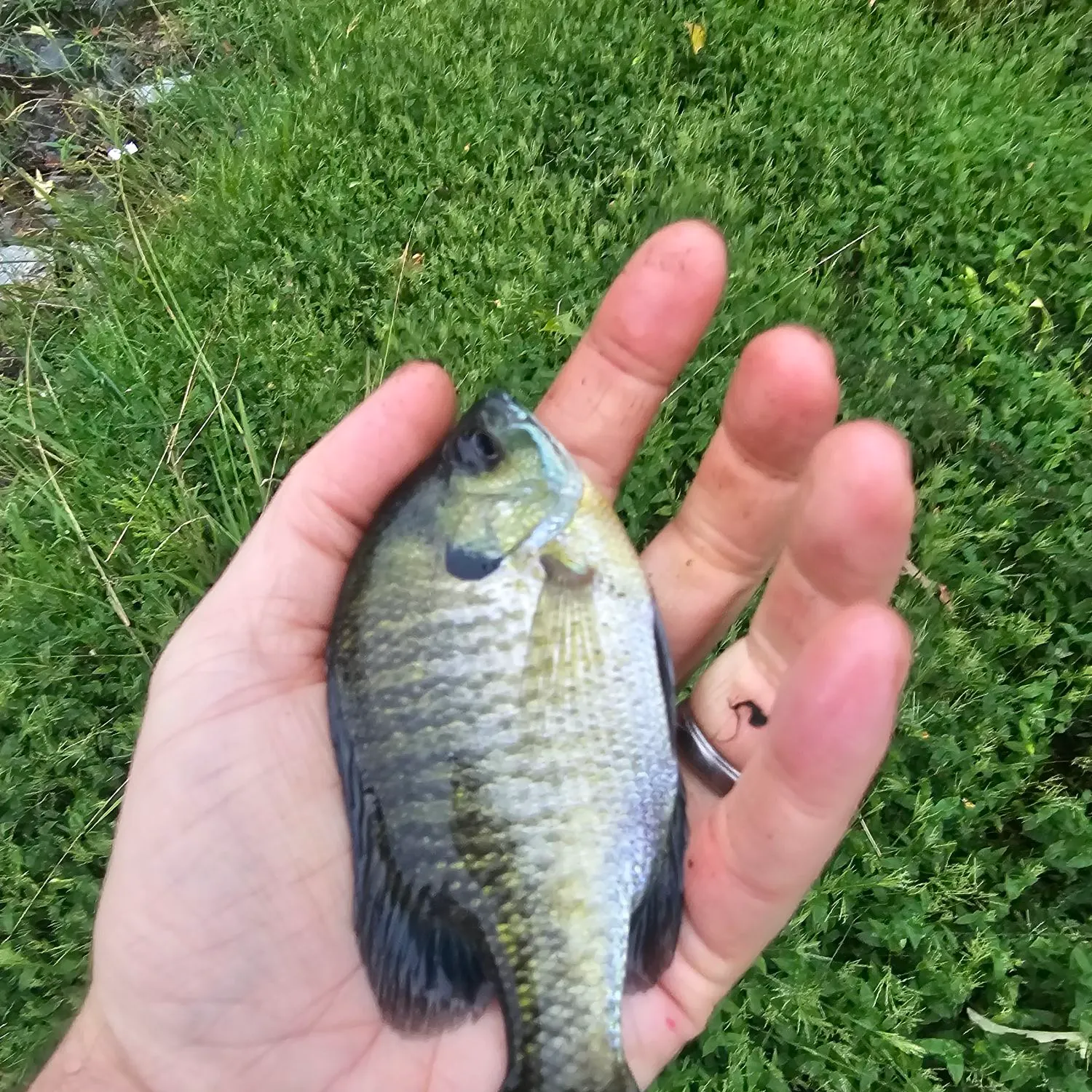 Bluegill caught on Fishbrain