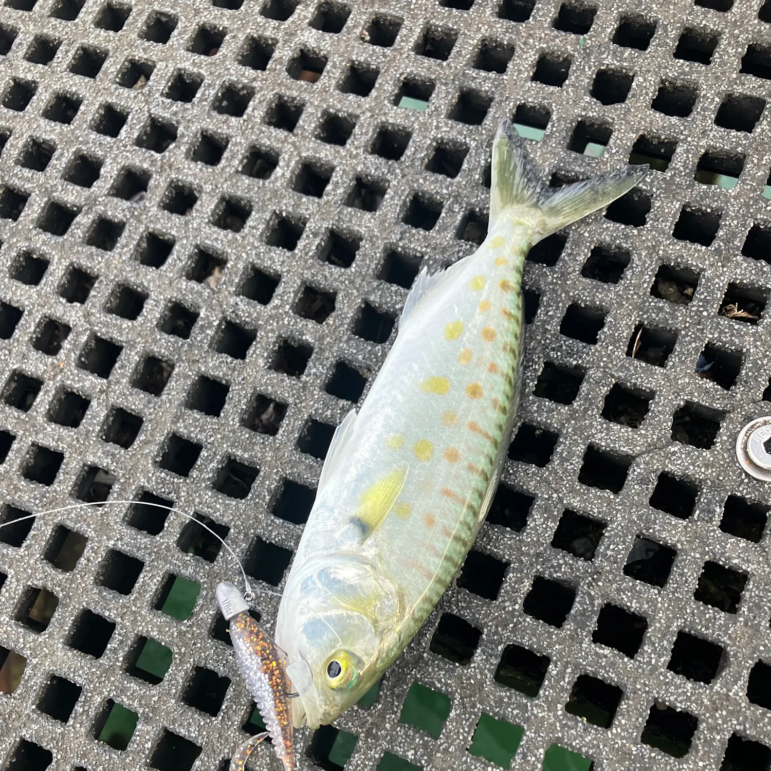 The most recent Eastern Australian salmon catches on Fishbrain