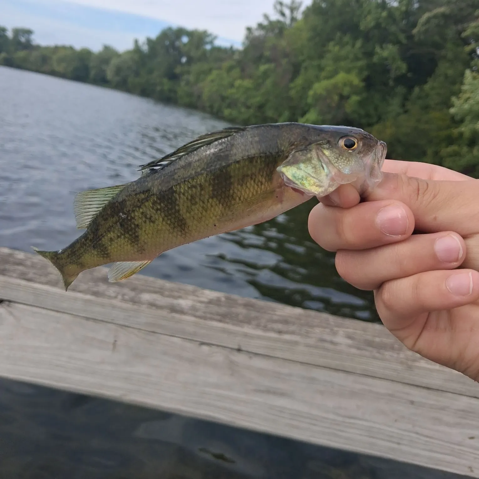 Yellow perch caught on Fishbrain
