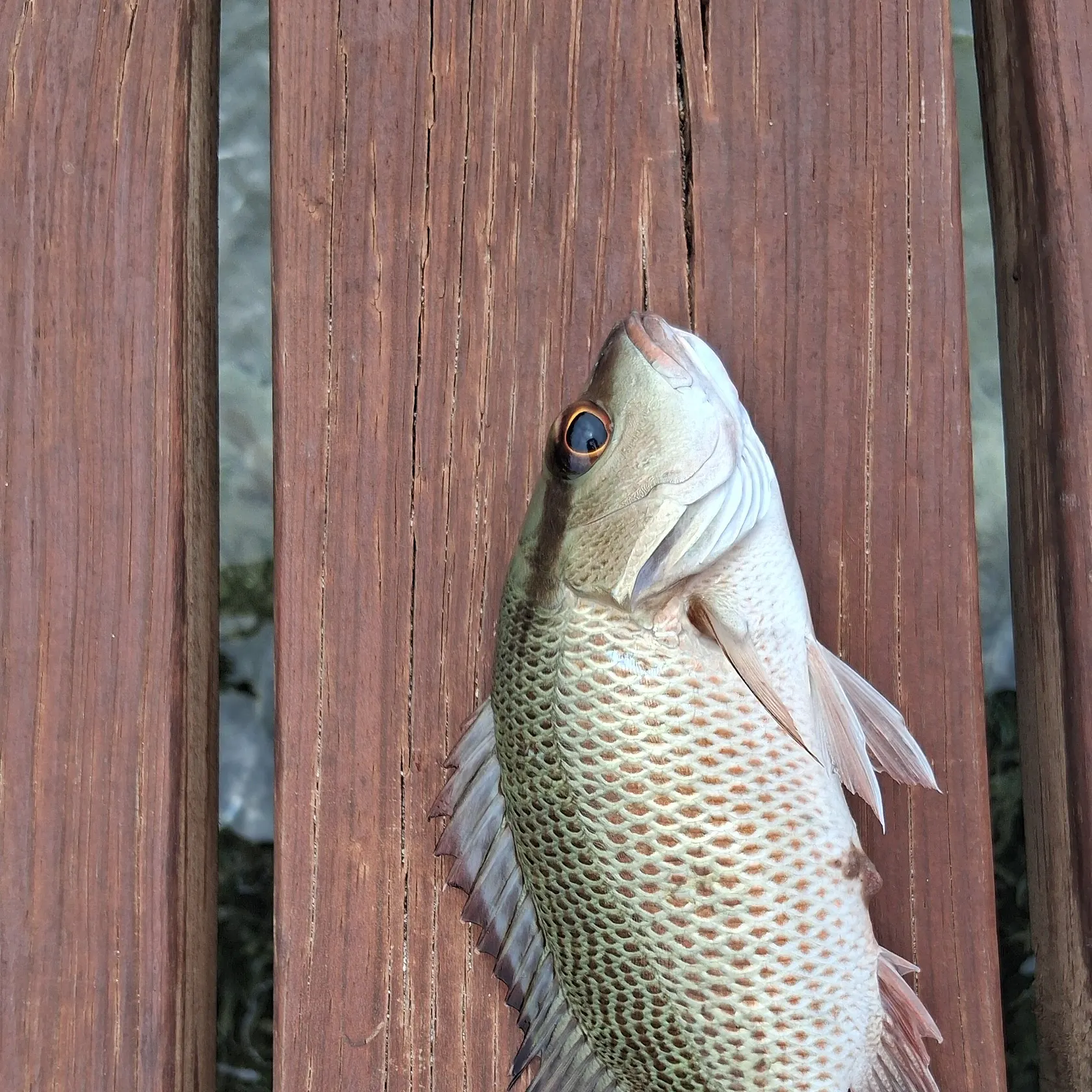 Mangrove snapper caught on Fishbrain
