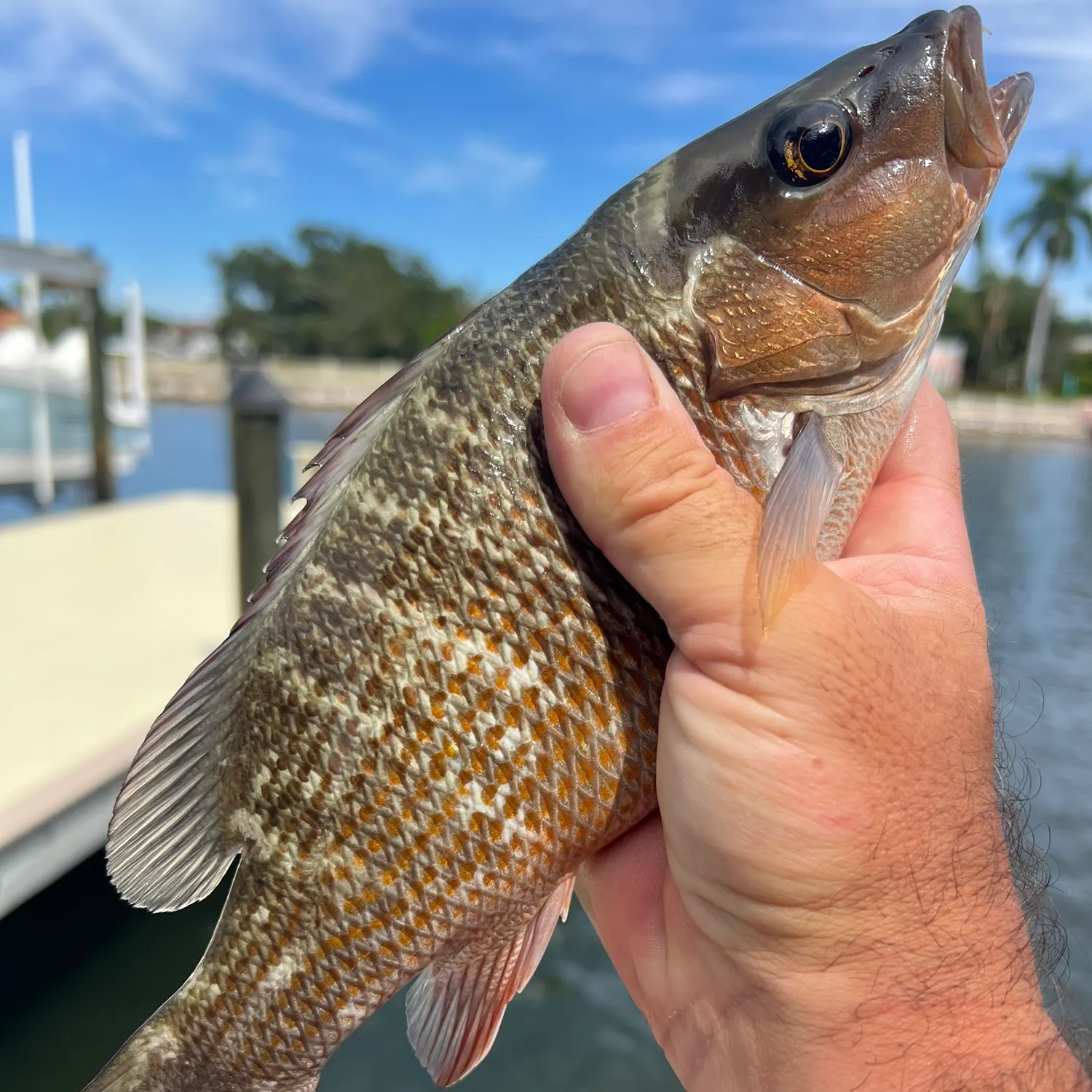 Mangrove snapper caught on Fishbrain