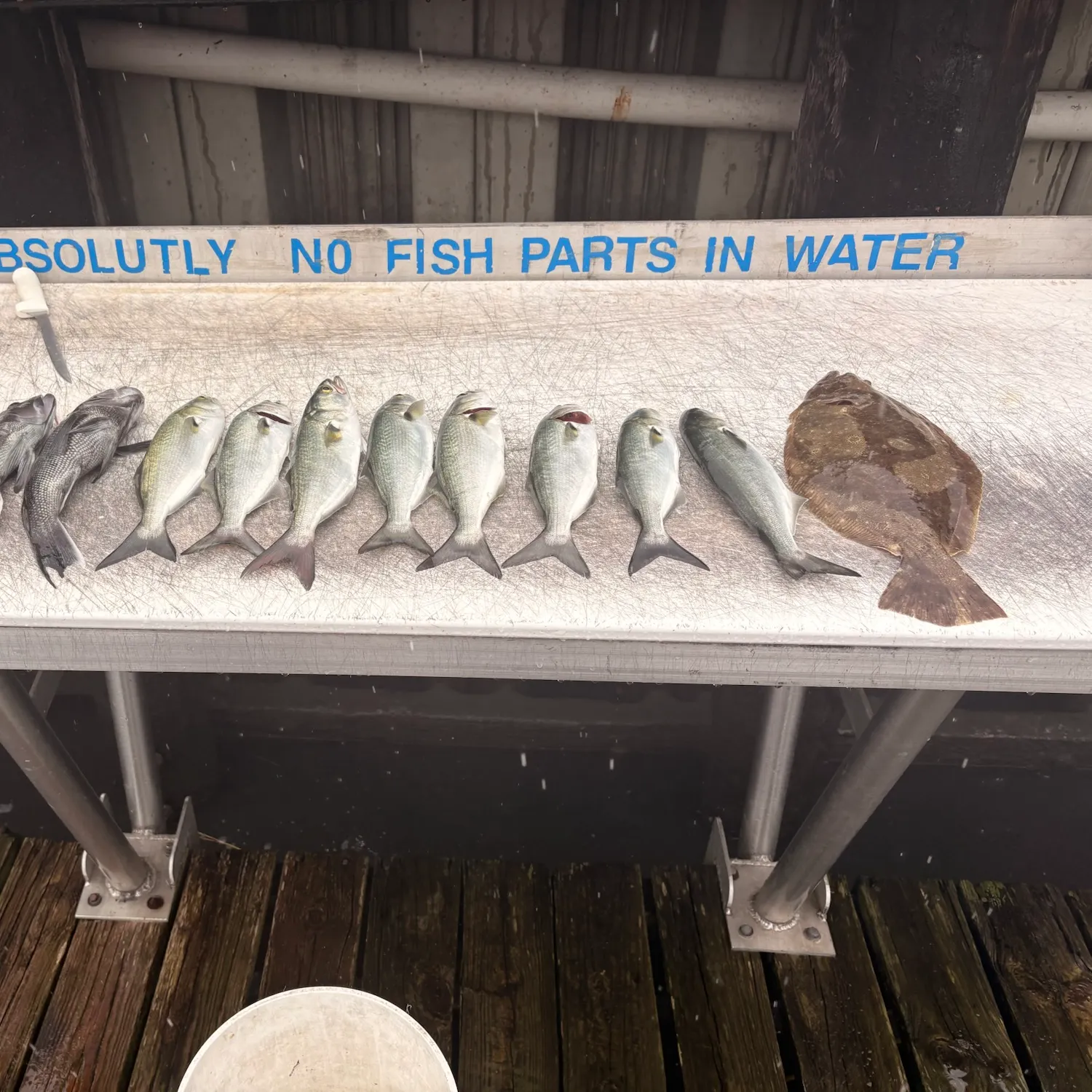 Bluefish caught on Fishbrain