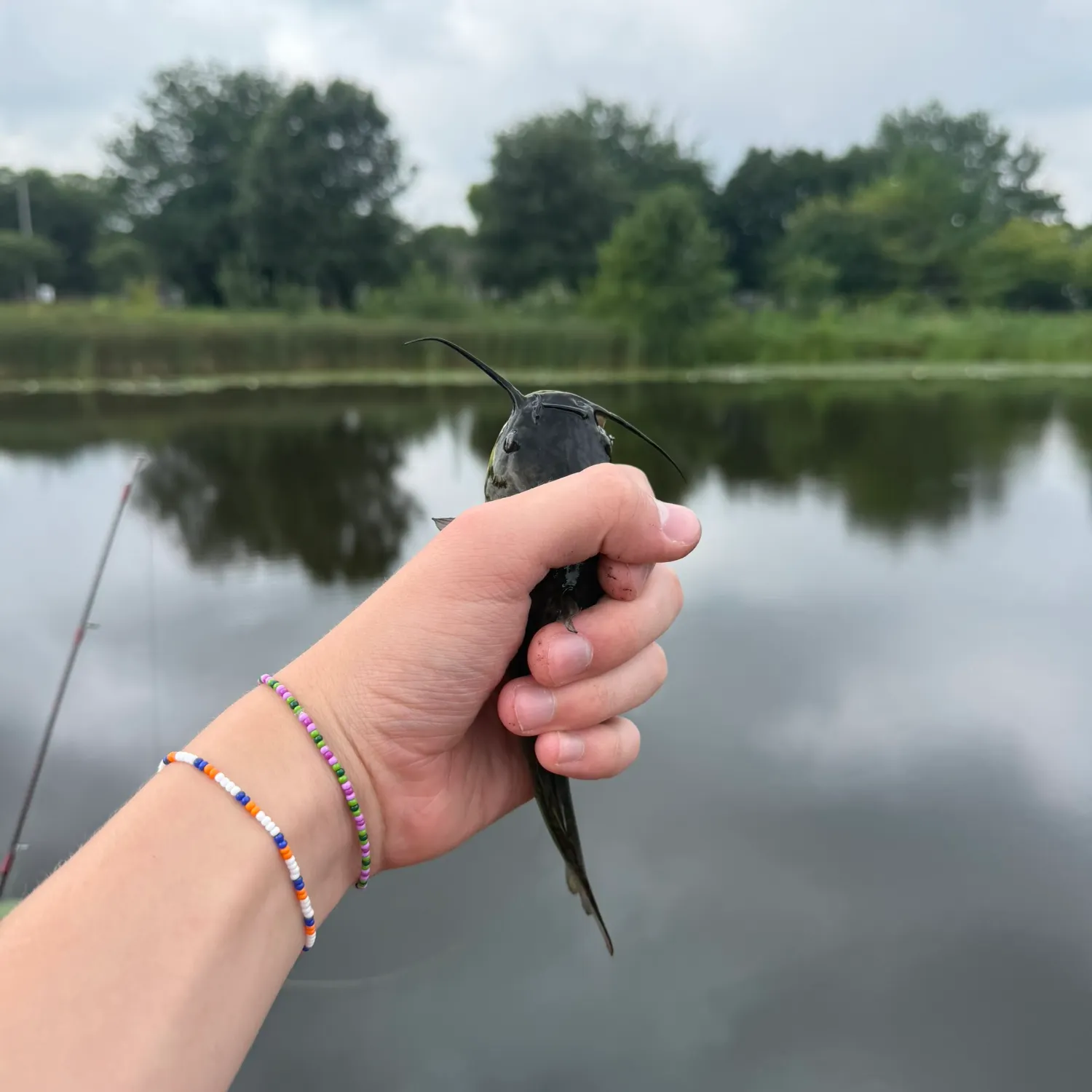 Channel catfish caught on Fishbrain