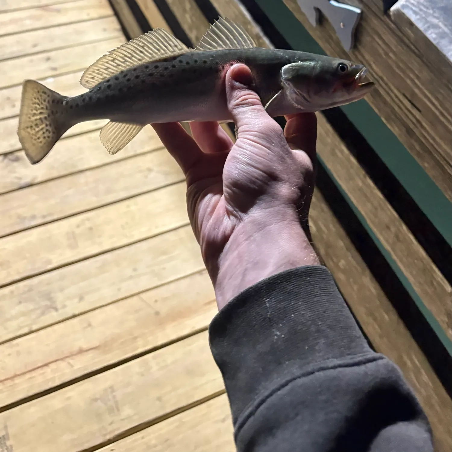 Spotted seatrout caught on Fishbrain