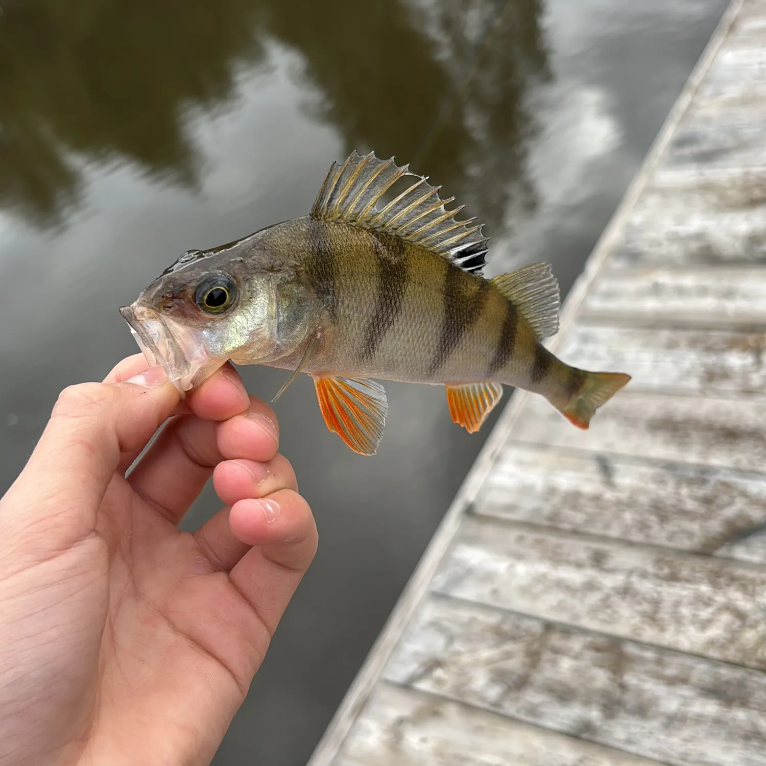 European perch caught on Fishbrain