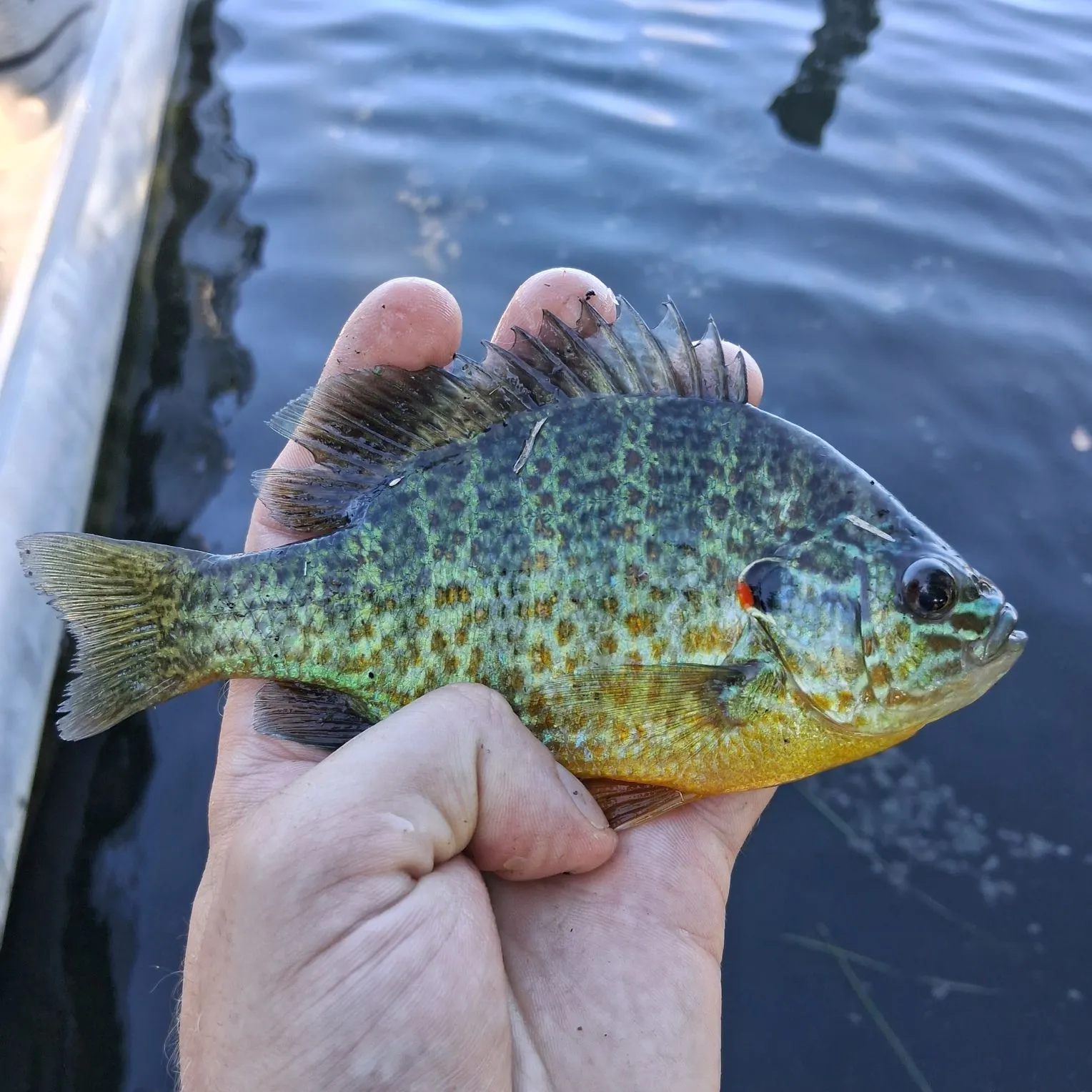 Pumpkinseed caught on Fishbrain