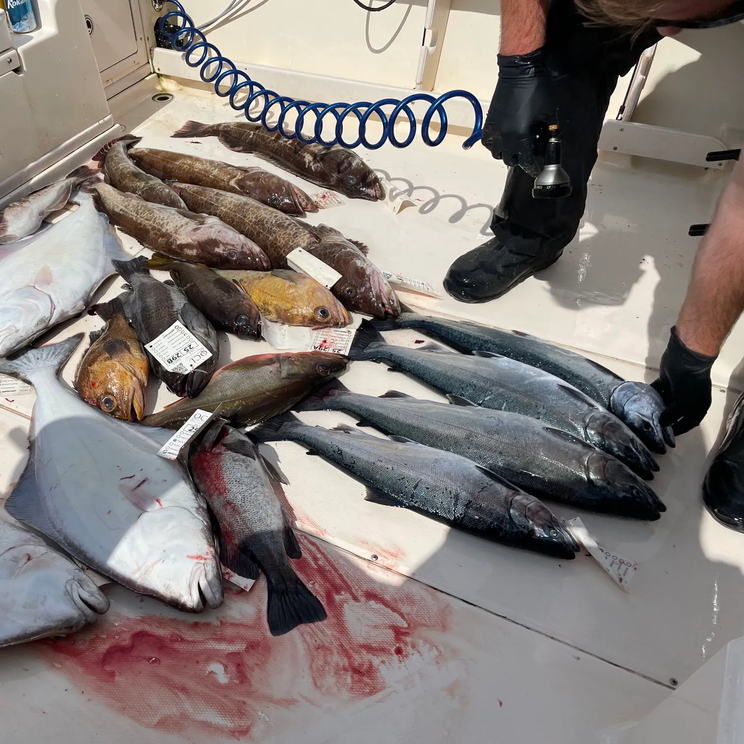 recently logged catches