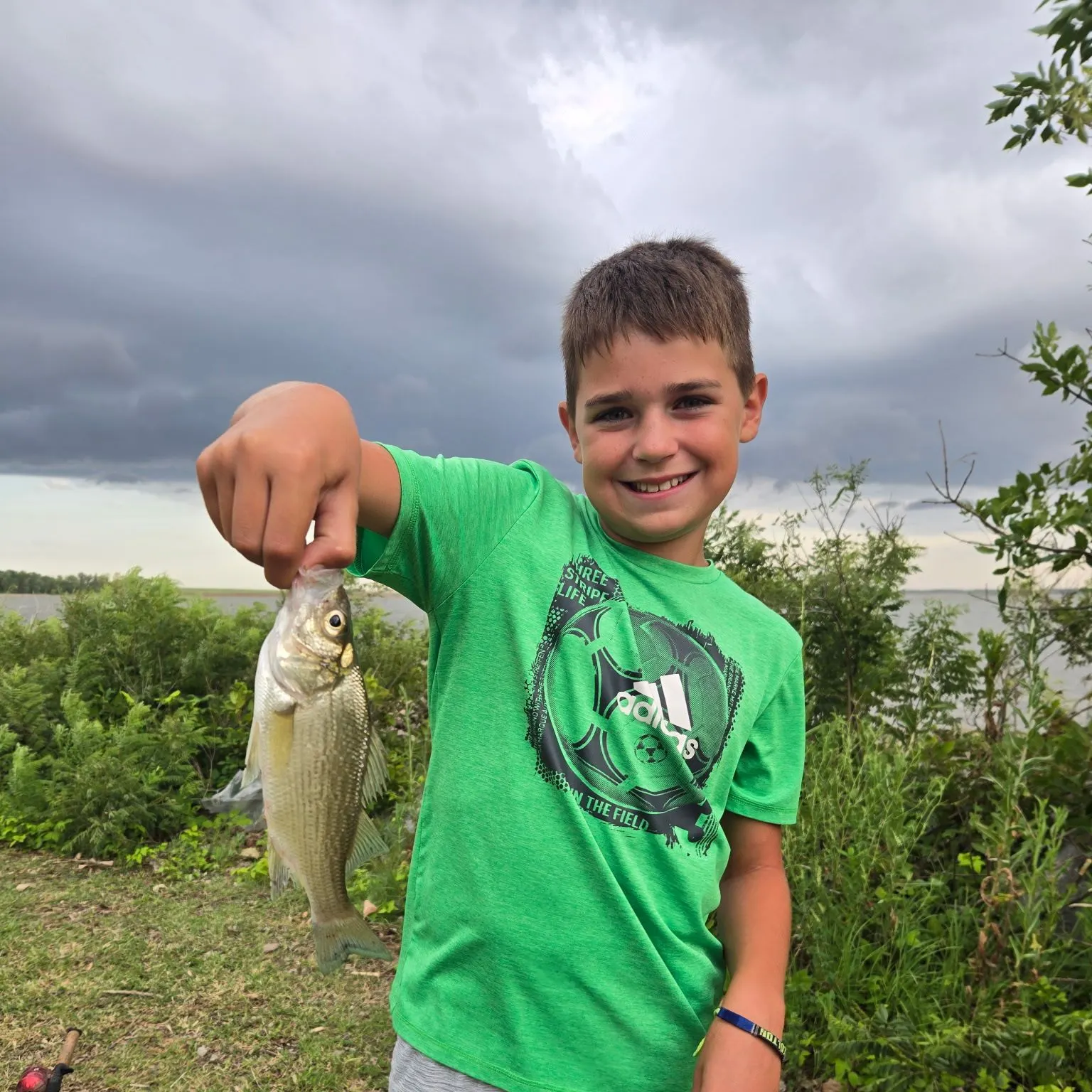 White perch caught on Fishbrain