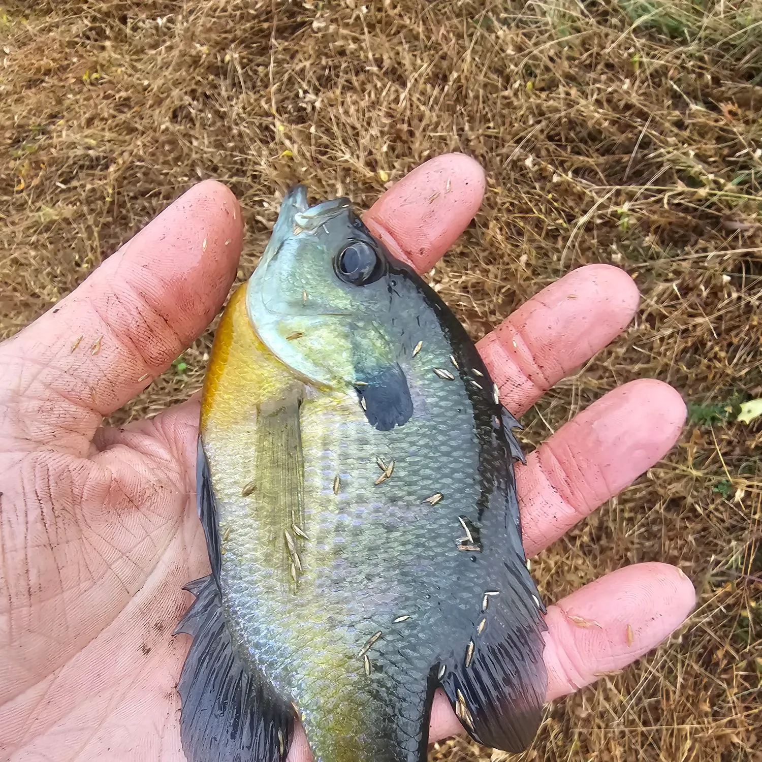 Bluegill caught on Fishbrain