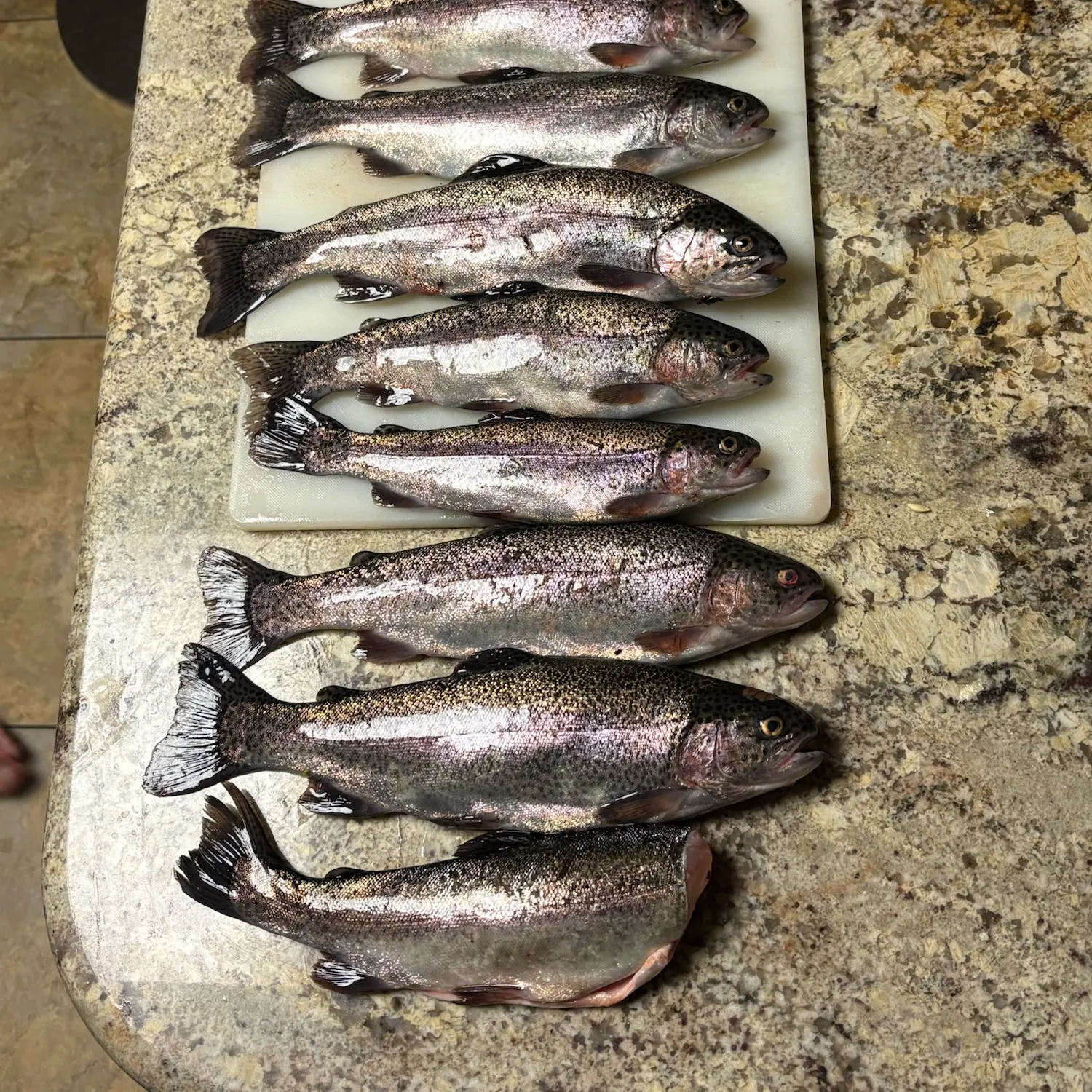 Rainbow trout caught on Fishbrain