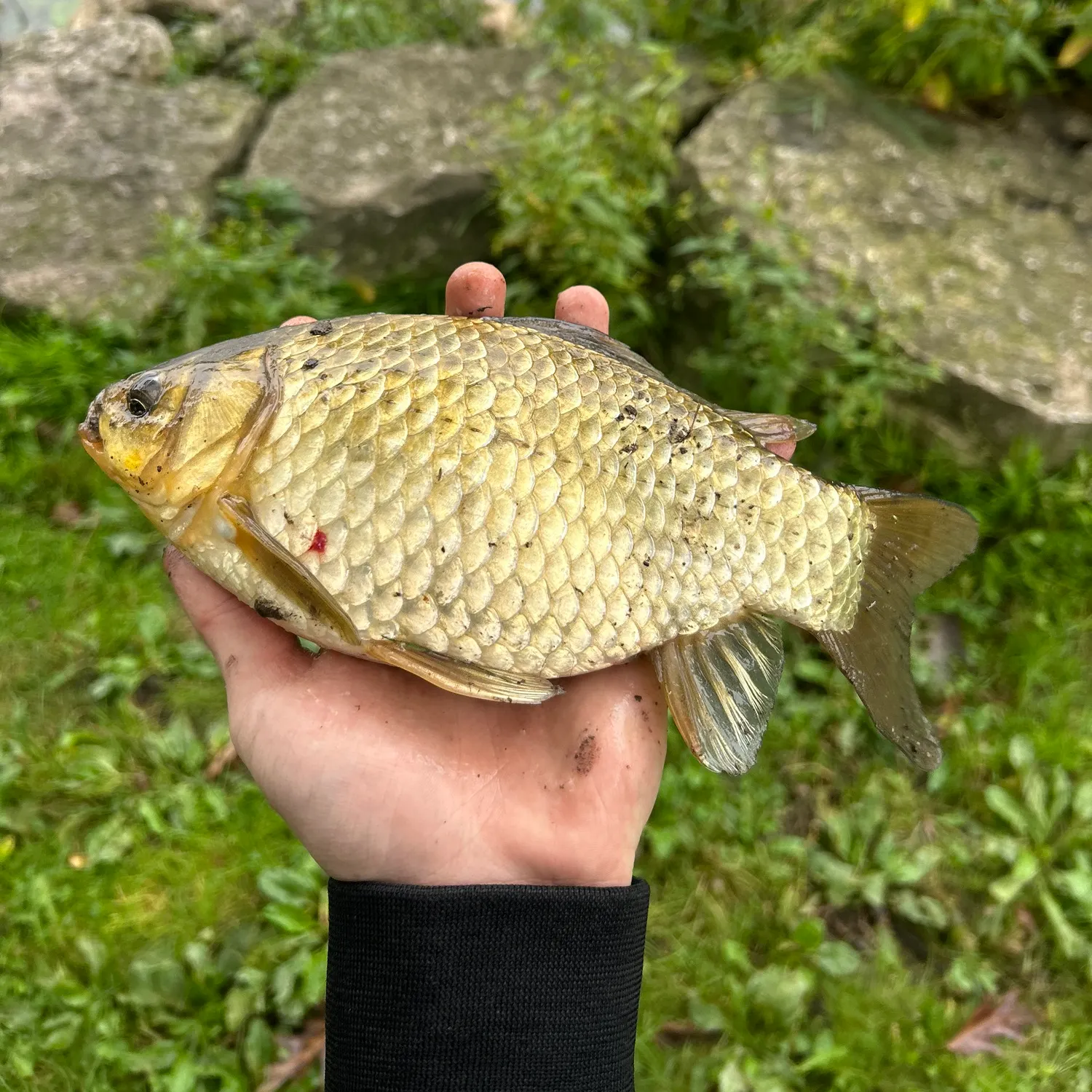 Goldfish caught on Fishbrain