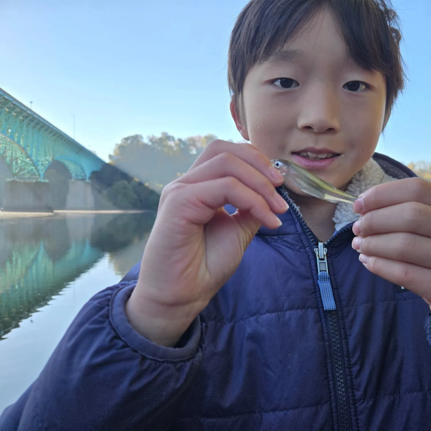 Striped shiner caught on Fishbrain