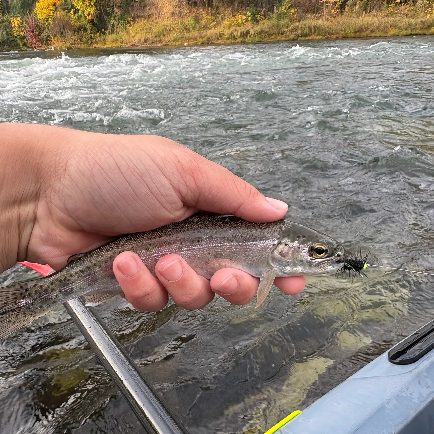 The most recent Rainbow trout catches on Fishbrain