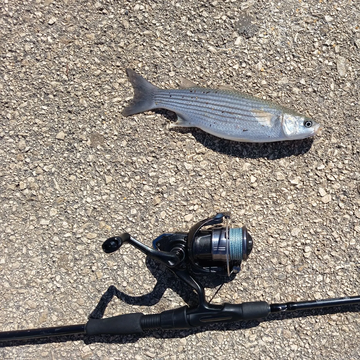 The most recent Thinlip grey mullet catches on Fishbrain