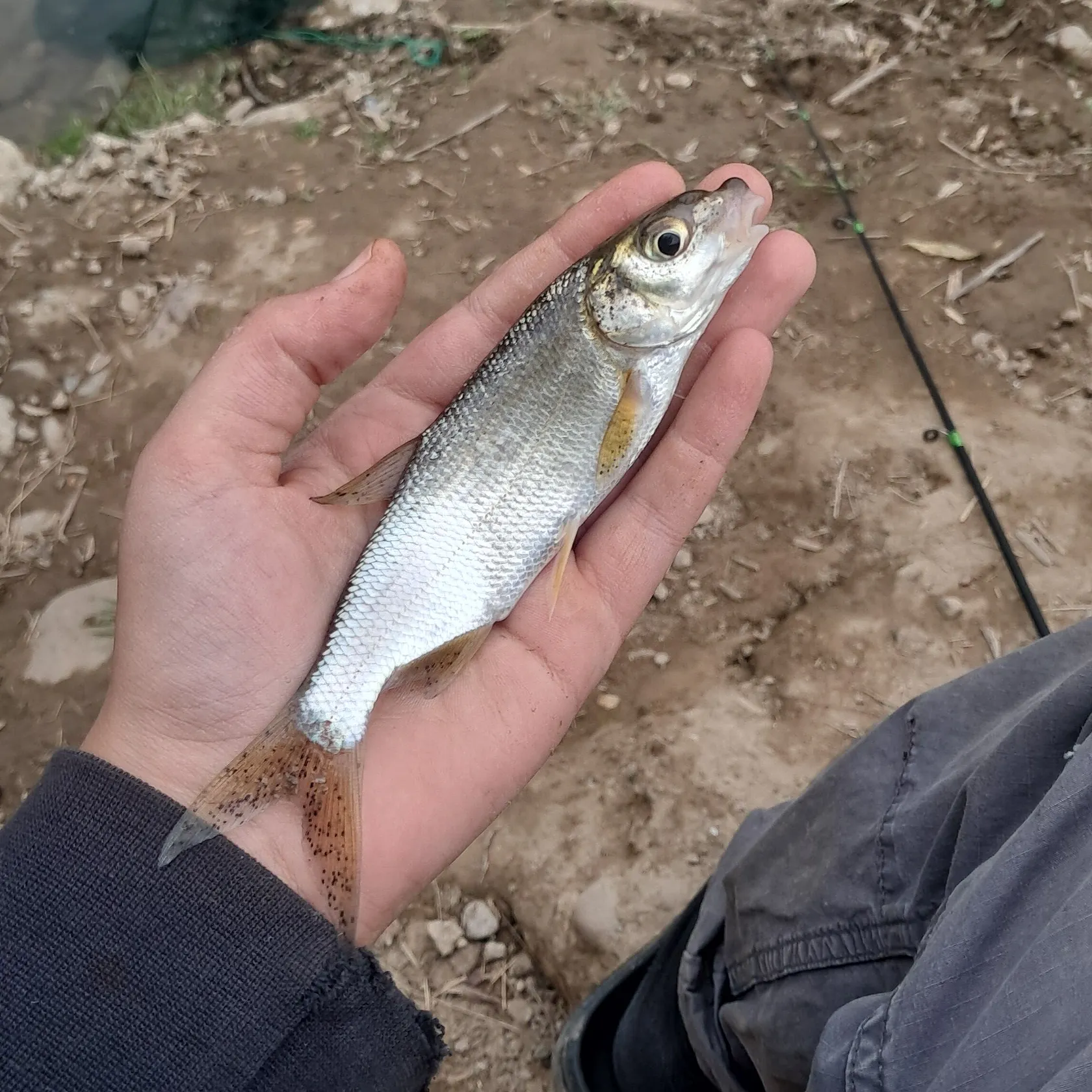 Eurasian ruffe caught on Fishbrain