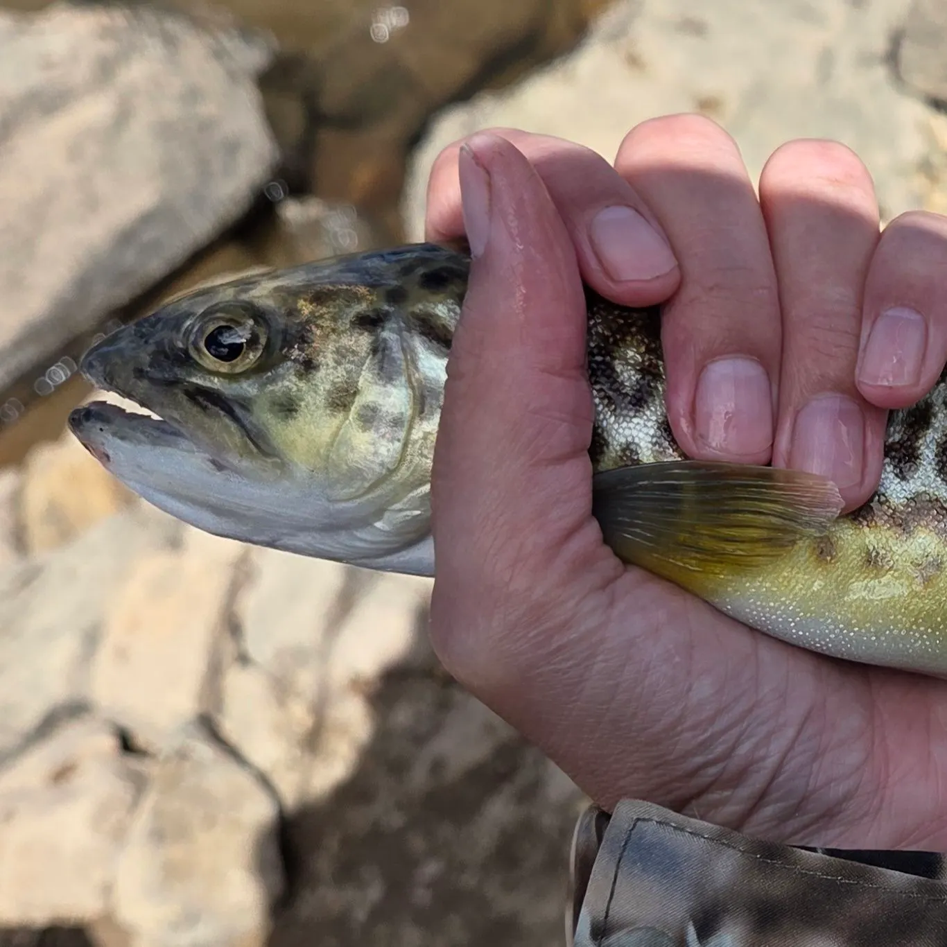 Tiger trout caught on Fishbrain