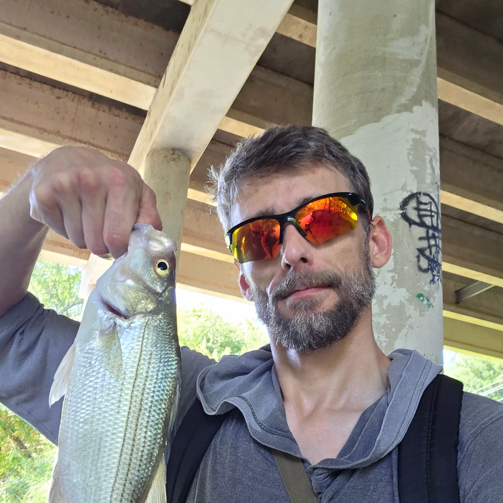 White bass caught on Fishbrain