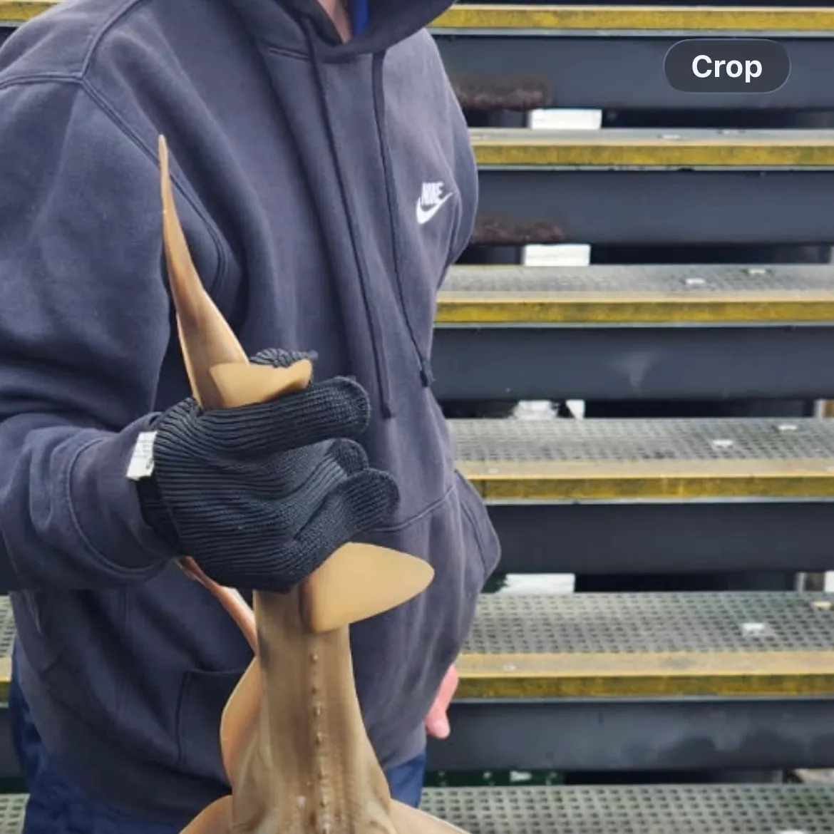 The most recent Southern fiddler catches on Fishbrain