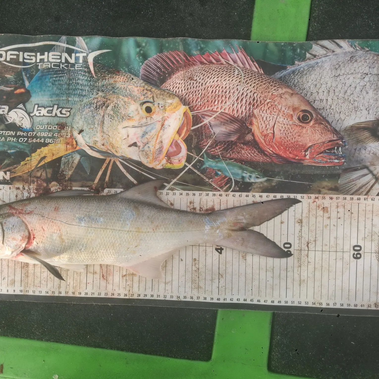 The most recent Fourfinger threadfin catches on Fishbrain