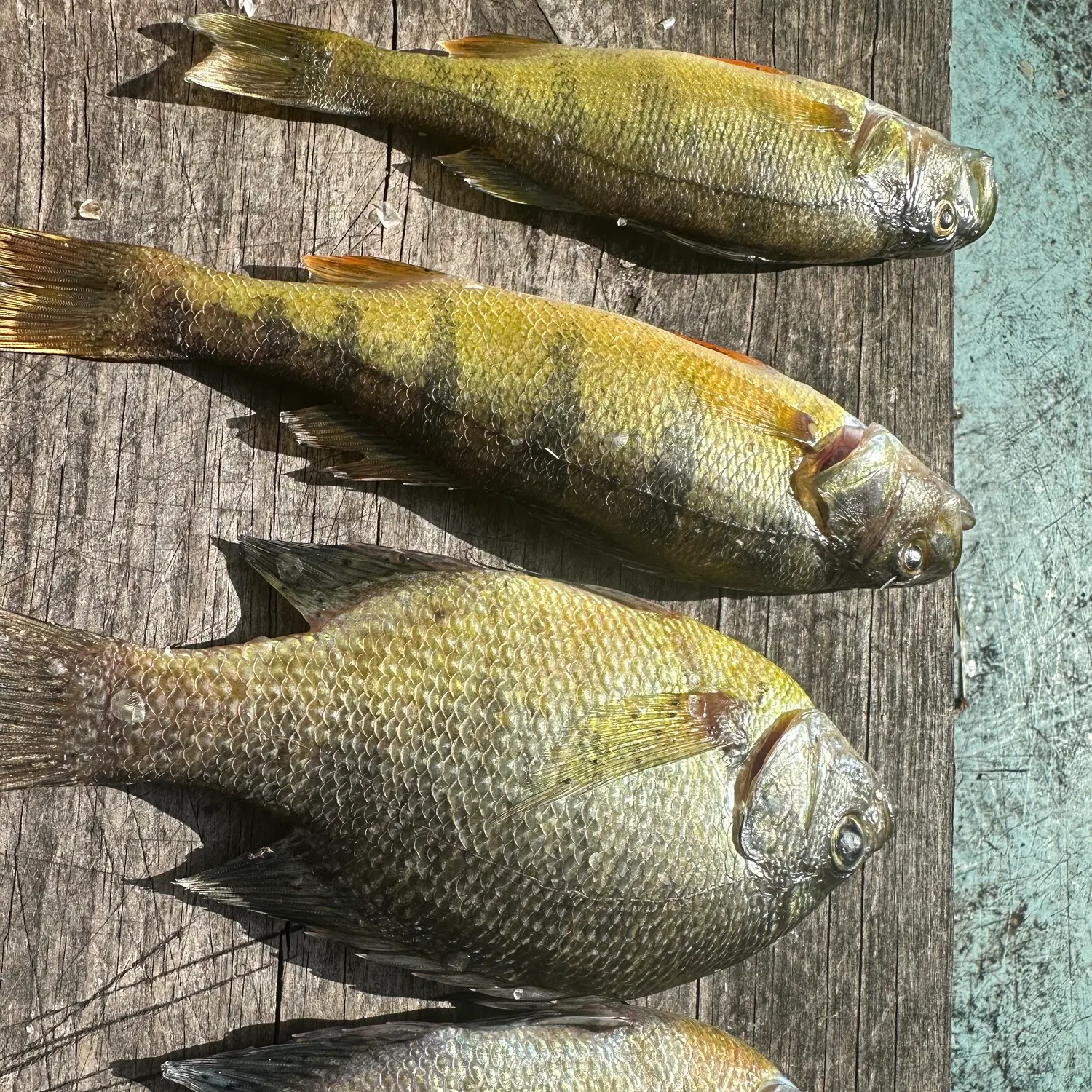 recently logged catches