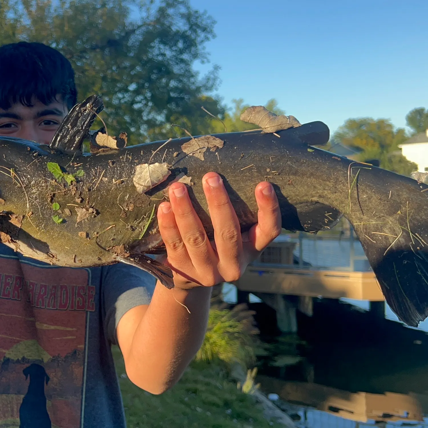 Channel catfish caught on Fishbrain
