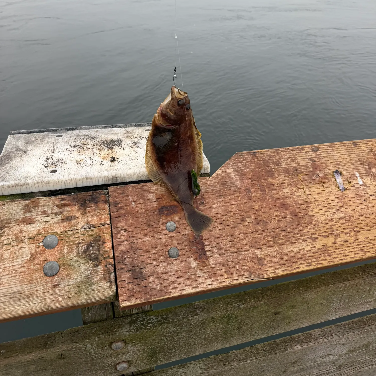 The most recent Southern rock sole catches on Fishbrain