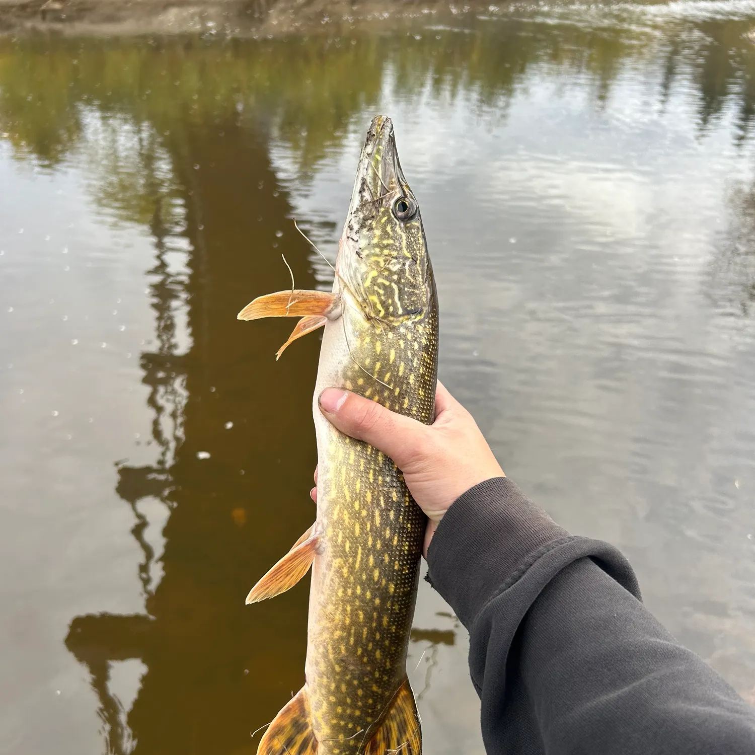 Northern pike caught on Fishbrain