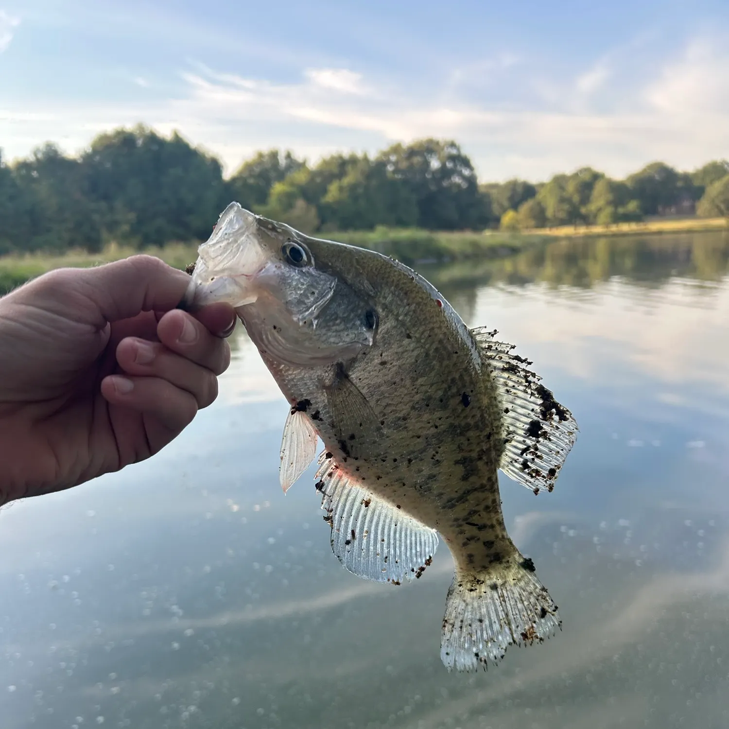 White crappie caught on Fishbrain