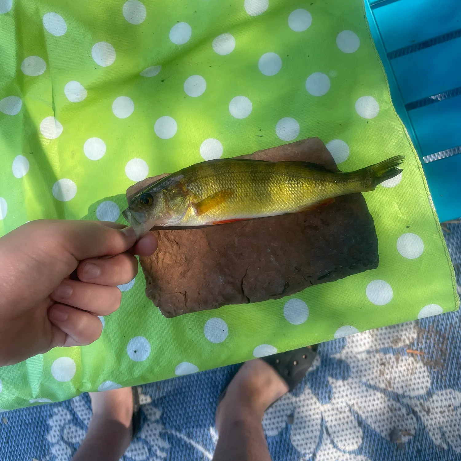 Yellow perch caught on Fishbrain