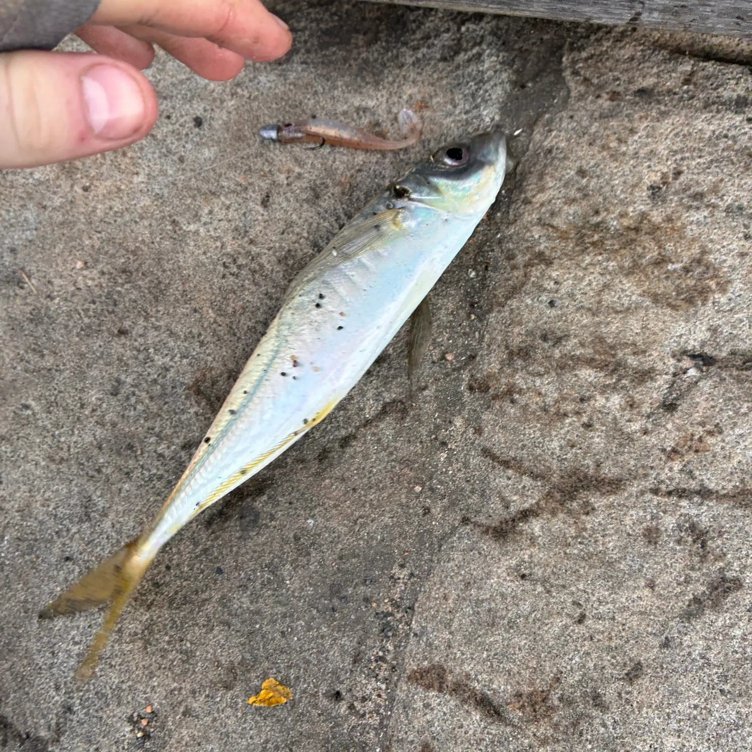 The most recent Yellowtail scad catches on Fishbrain