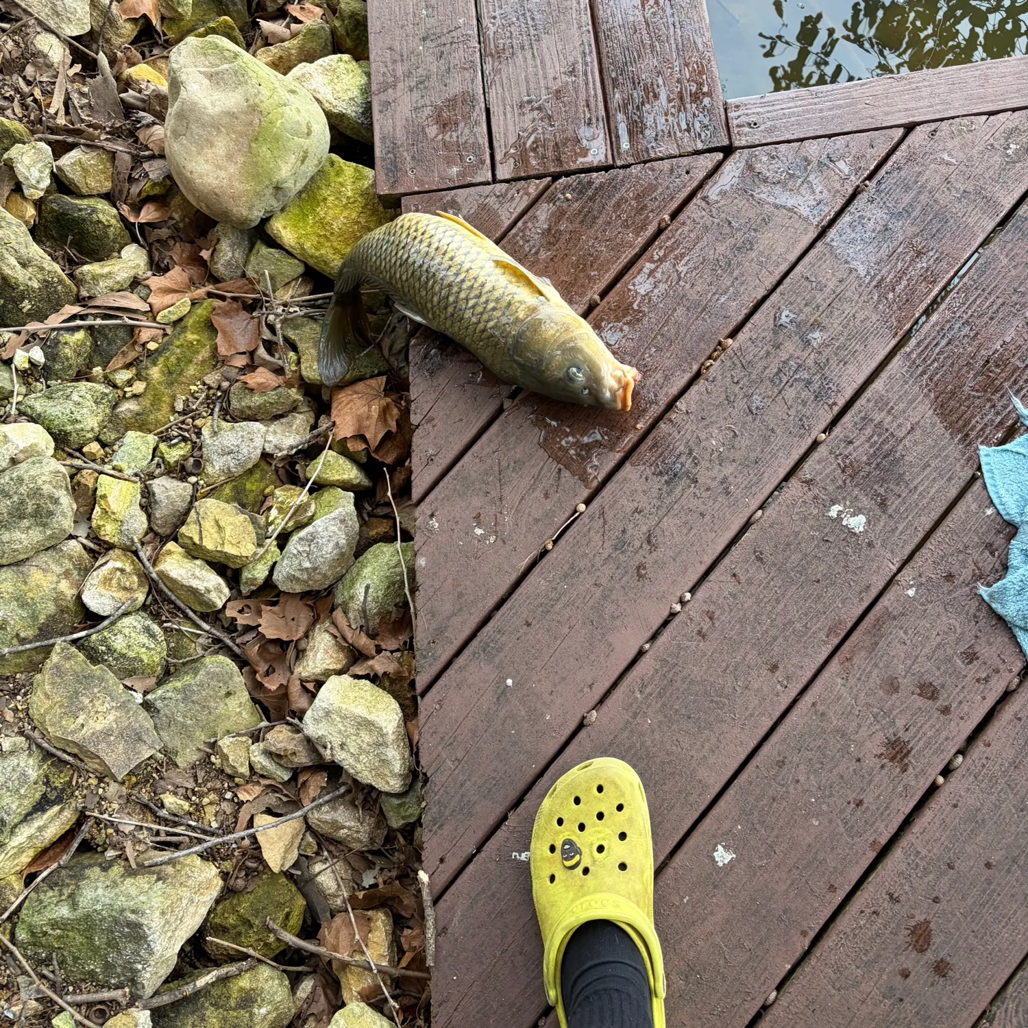 Common carp caught on Fishbrain