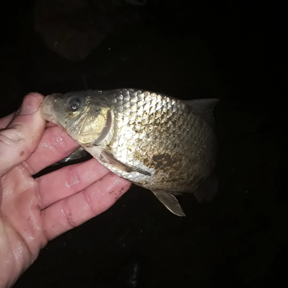 Common carp caught on Fishbrain