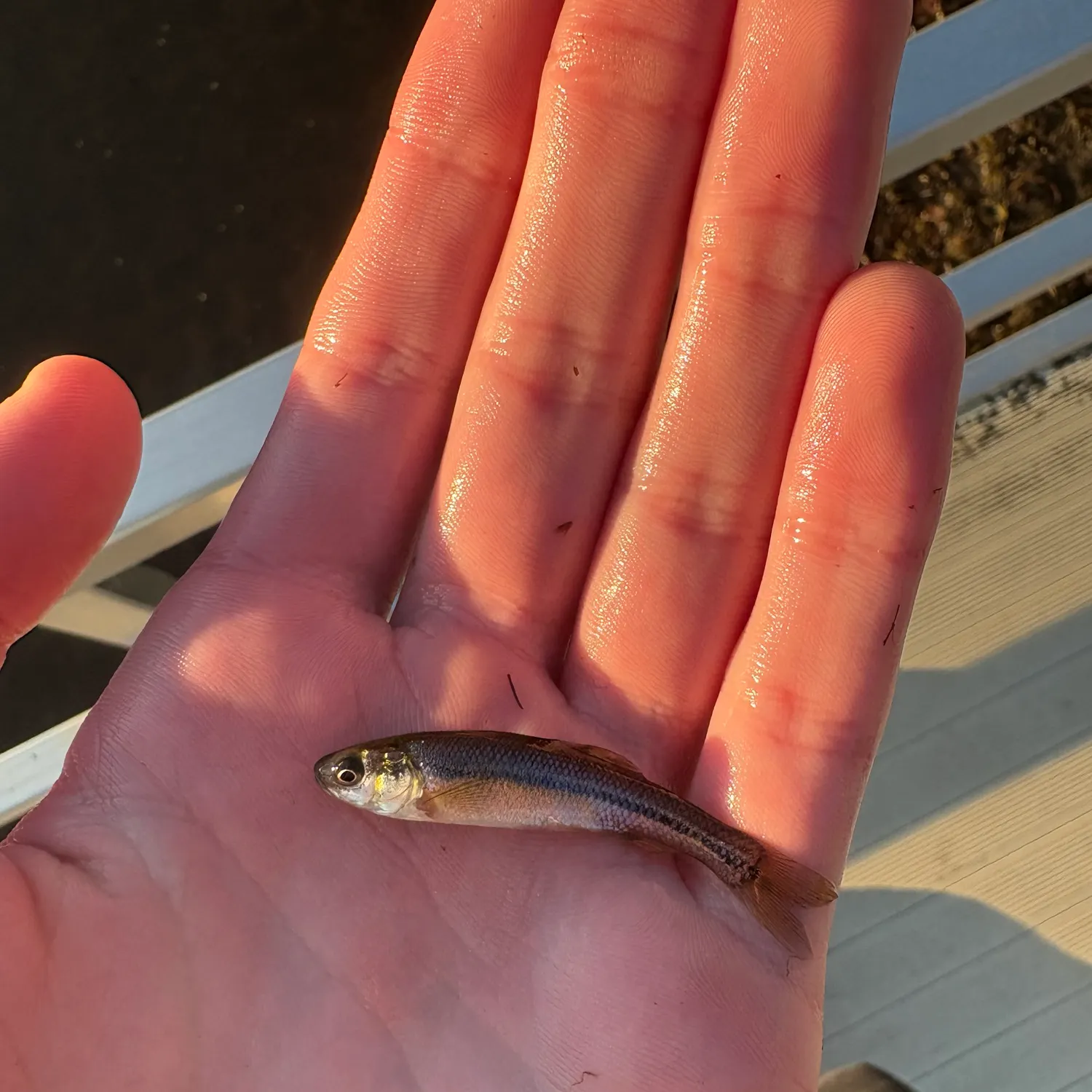 Bluntnose minnow caught on Fishbrain