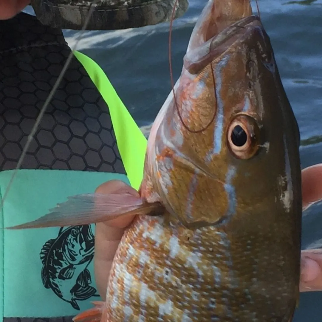 Mutton snapper caught on Fishbrain
