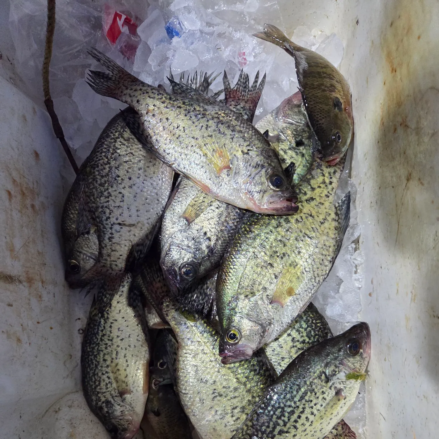 recently logged catches