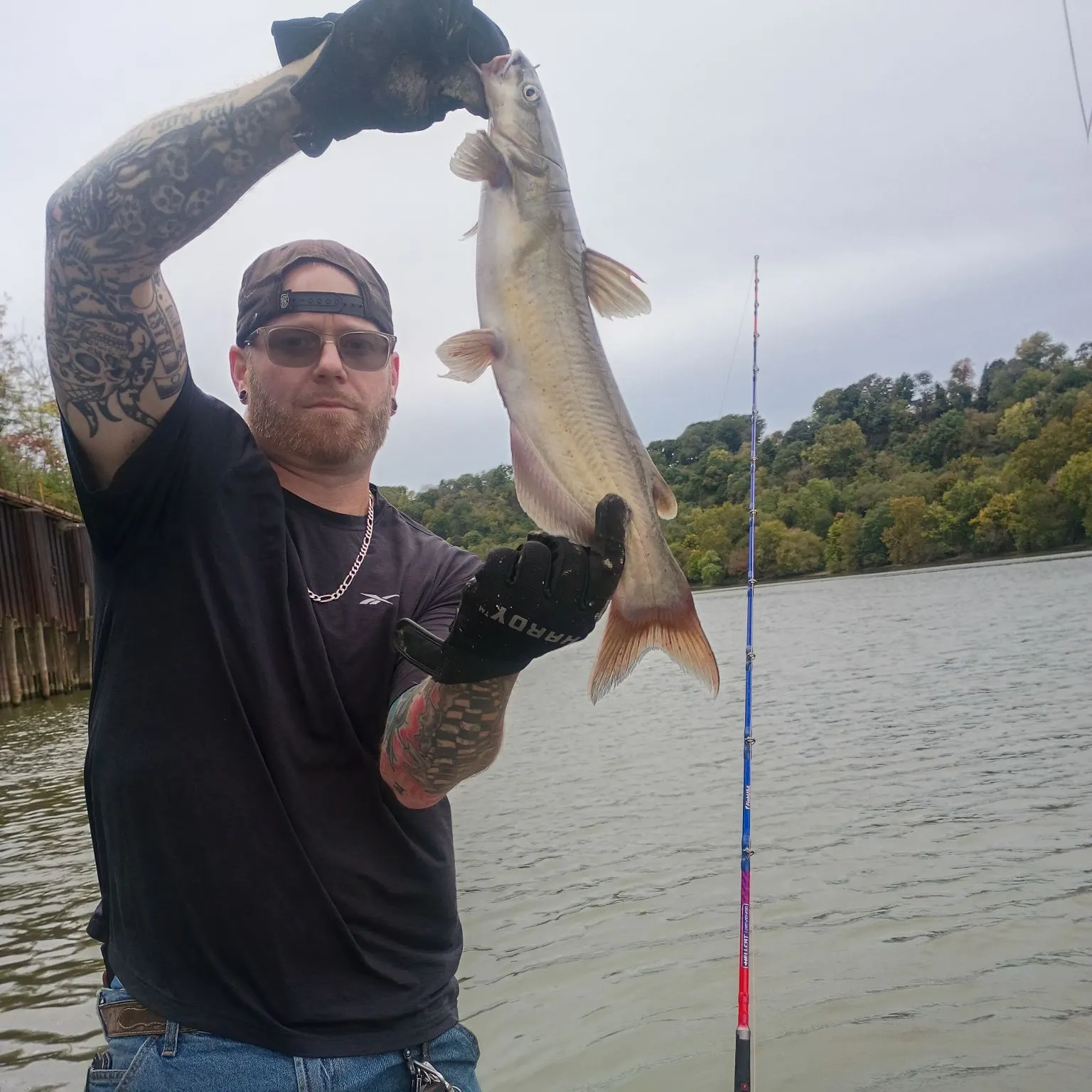Channel catfish caught on Fishbrain